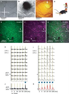 Cell Type Specific Representation of Vibro-tactile Stimuli in the Mouse Primary Somatosensory Cortex